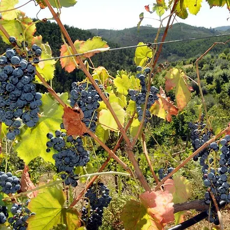 Quinta Escomoeiras Celorico De Basto