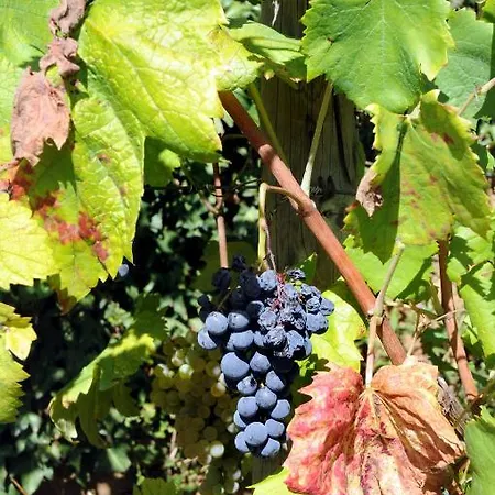 Farm stay Quinta Escomoeiras