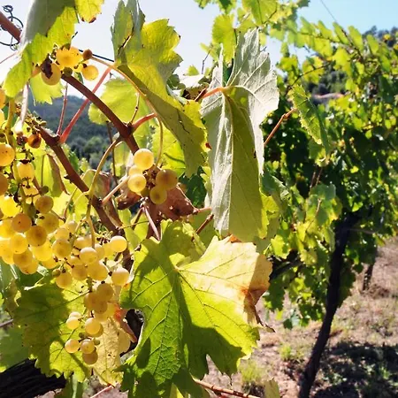 Quinta Escomoeiras Bauernhof Celorico De Basto
