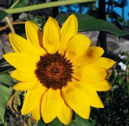 Quinta Escomoeiras Séjour à la ferme *