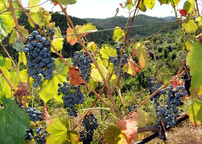 Quinta Escomoeiras Celorico De Basto