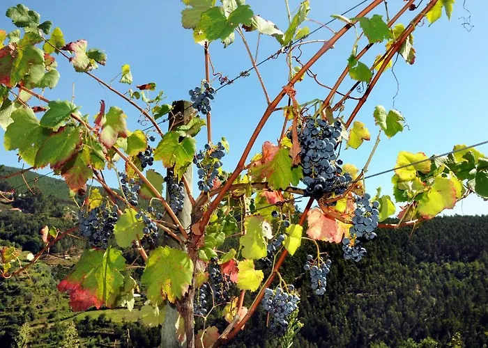 Quinta Escomoeiras *