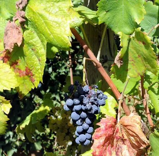 Séjour à la ferme Quinta Escomoeiras