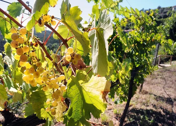 Quinta Escomoeiras Séjour à la ferme Castelbuono